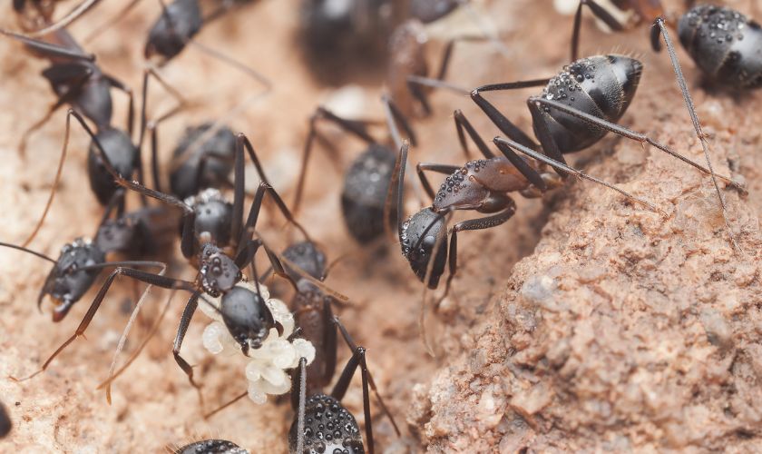 Carpenter Ant Exterminator in Wyckoff