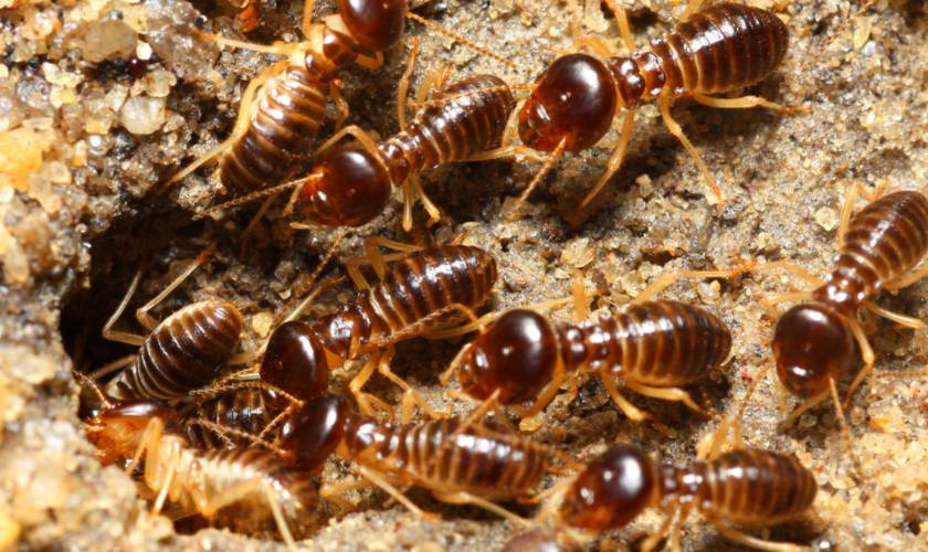 Wanaque Termite Control