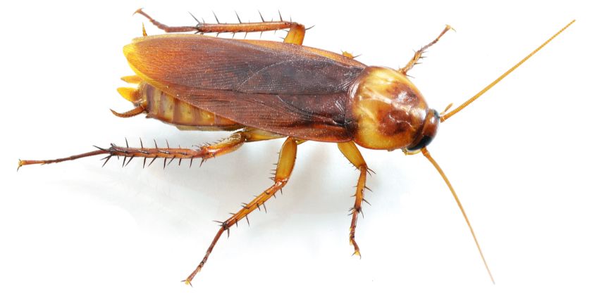 Roach Pest Control in Passaic County NJ