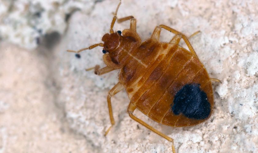 Bed Bug Exterminators in Passaic County, NJ