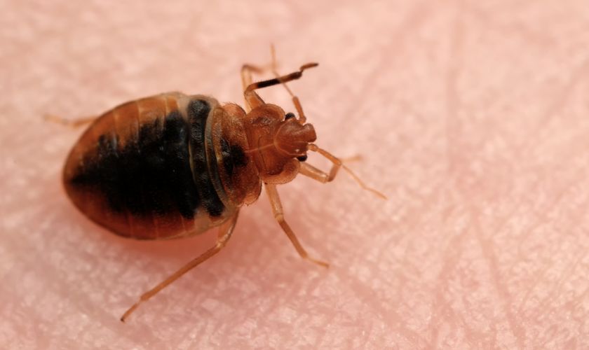 Bed Bug Control & Exterminators in Passaic County, NJ