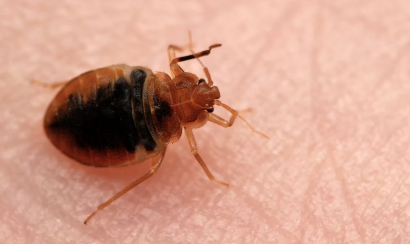 Bed Bug Control in Ridgewood, NJ