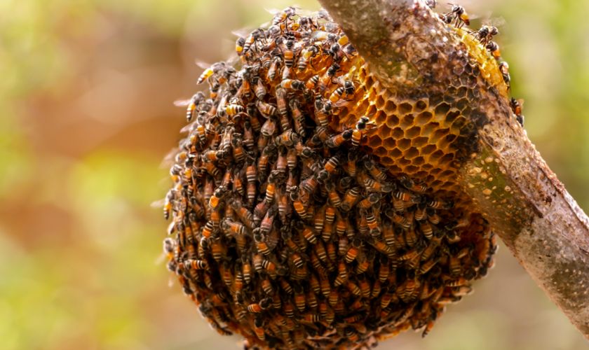 Bee and Bee Hive Control in Passaic County, NJ