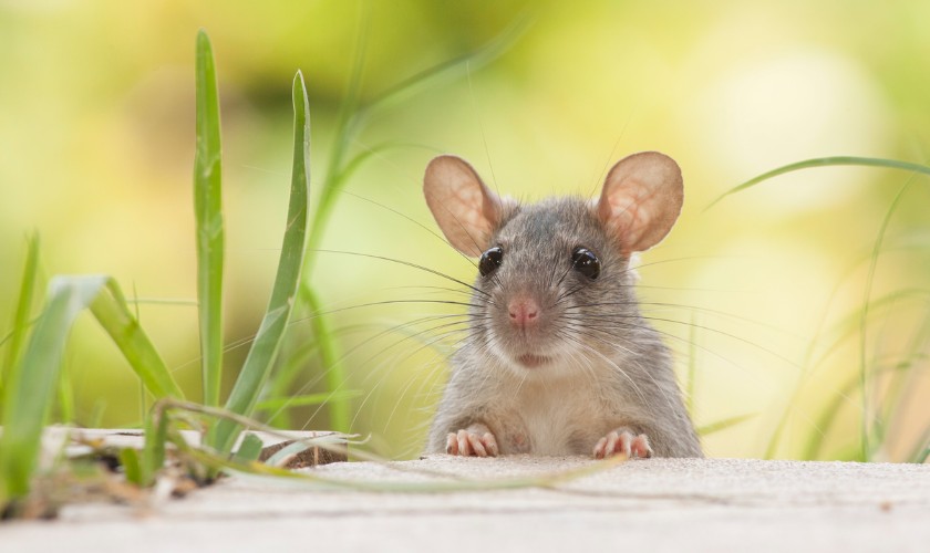 Mouse and Rat Control in Ringwood, NJ