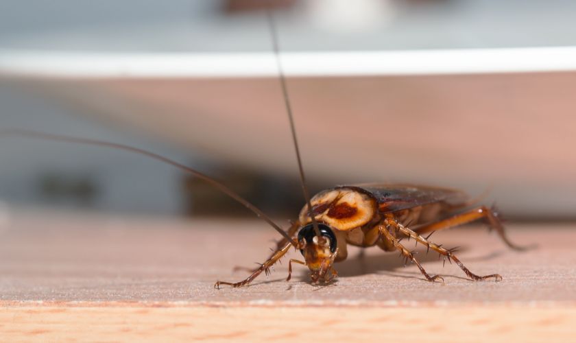 Cockroach Pest Control in Ridgewood, NJ