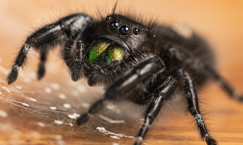 Spider Control in Wayne, NJ | Abarb Pest Services