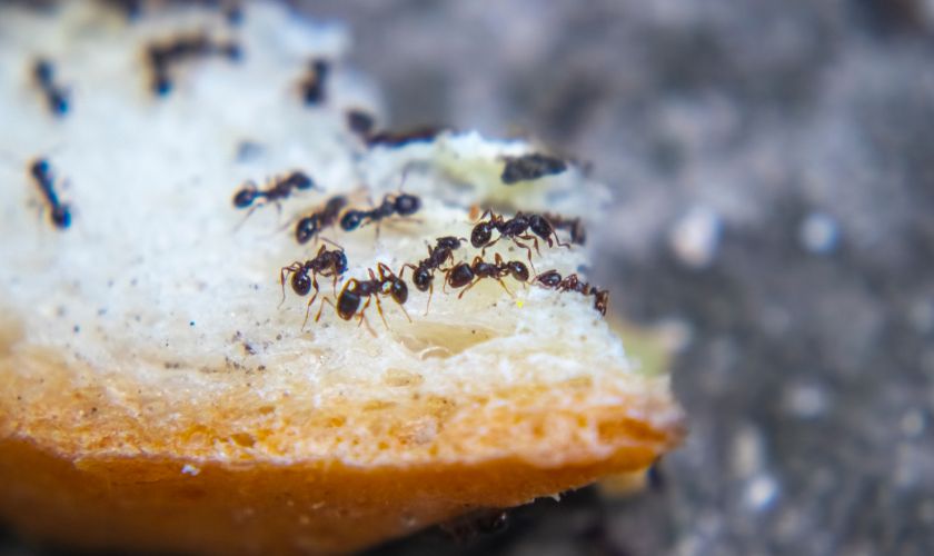 Ant Control Services