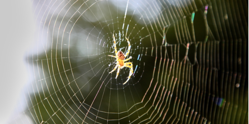 Spider Control and Prevention in Passaic County