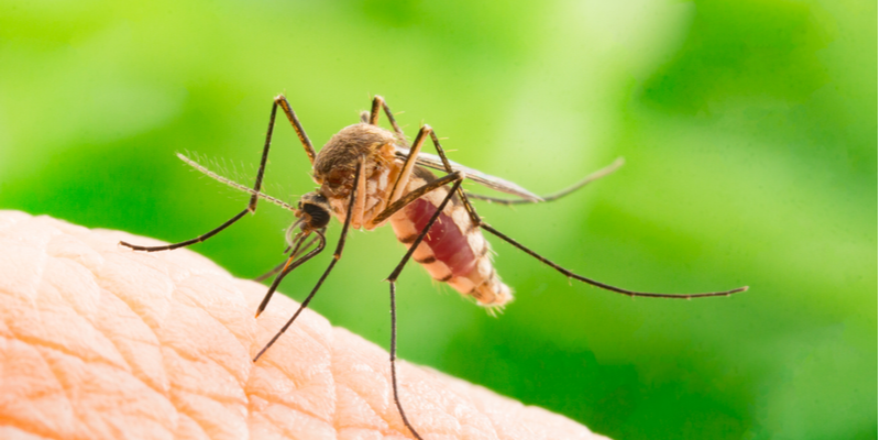 The Best Mosquito Control Experts in Northern New Jersey