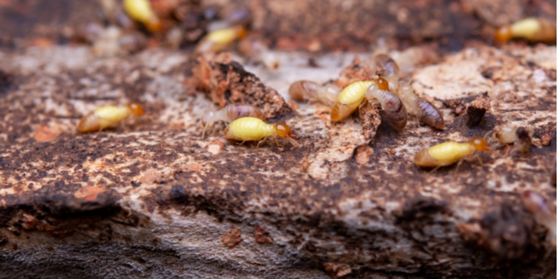 The Best Termite Control Experts in Passaic County