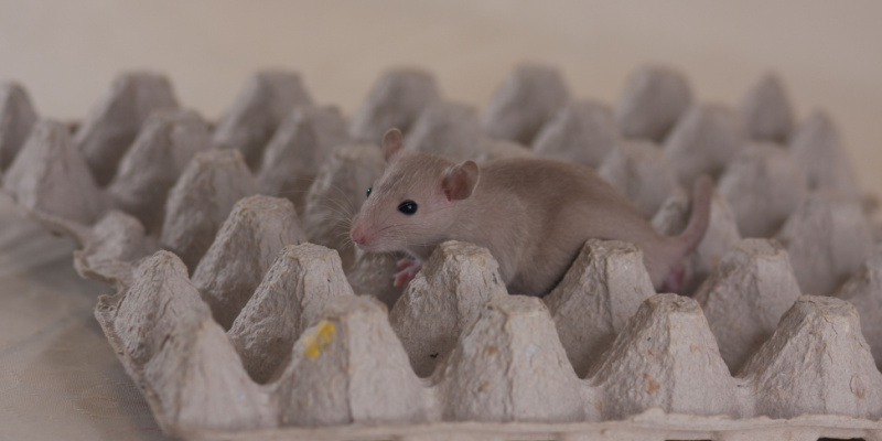 Top 3 Signs You Have a Rodent Infestation in Your Home