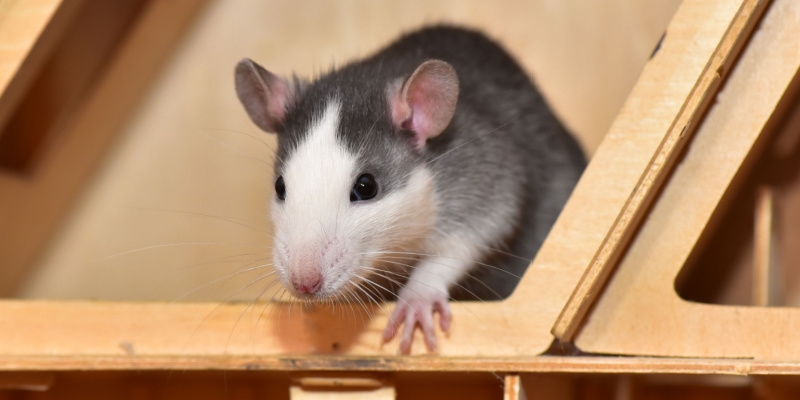 What Should I Do If I Saw a Rat In My Home?