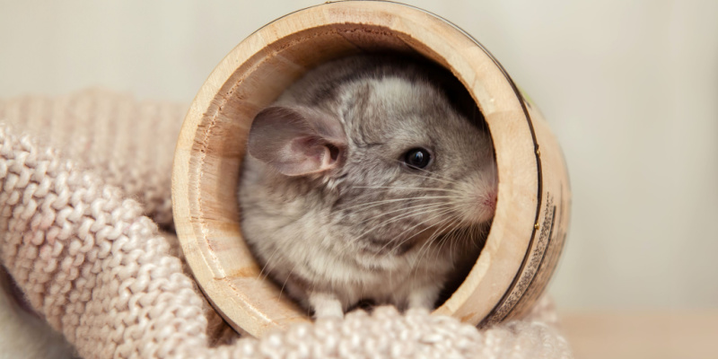 Rodent Treatment and Prevention in Bergen County, NJ