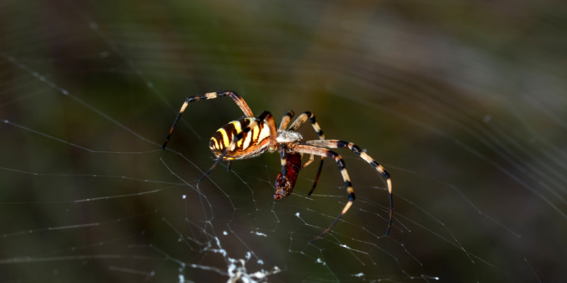 The Best Spider Exterminators in Haskell, NJ