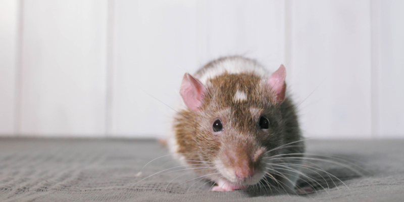 Rodent Elimination Services in Northern New Jersey