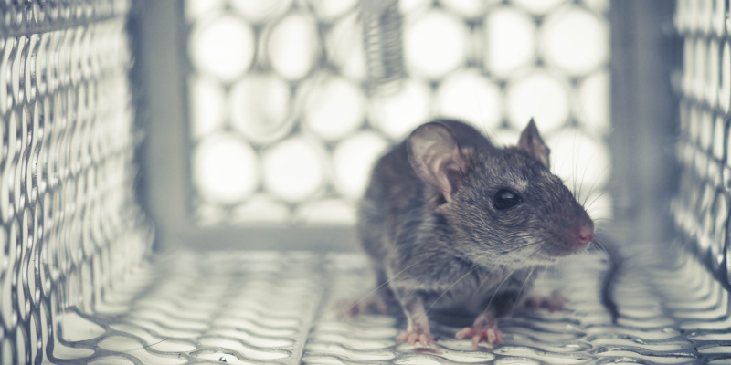 What Should I Do If I Saw A Rat in My Home?