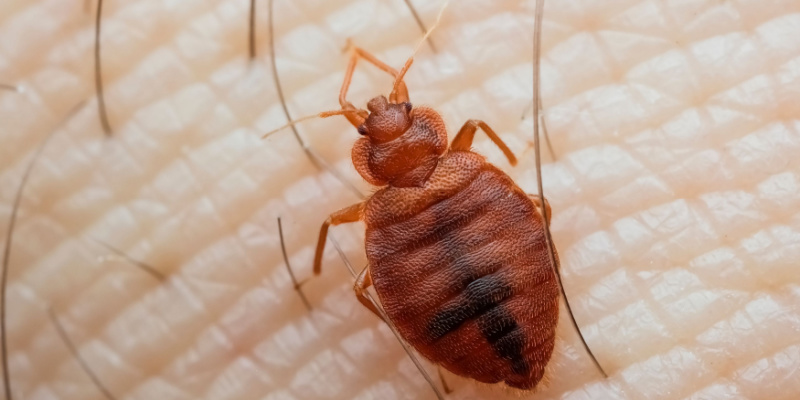 How Do I Know If I Have Bed Bugs Abarb Pest Services