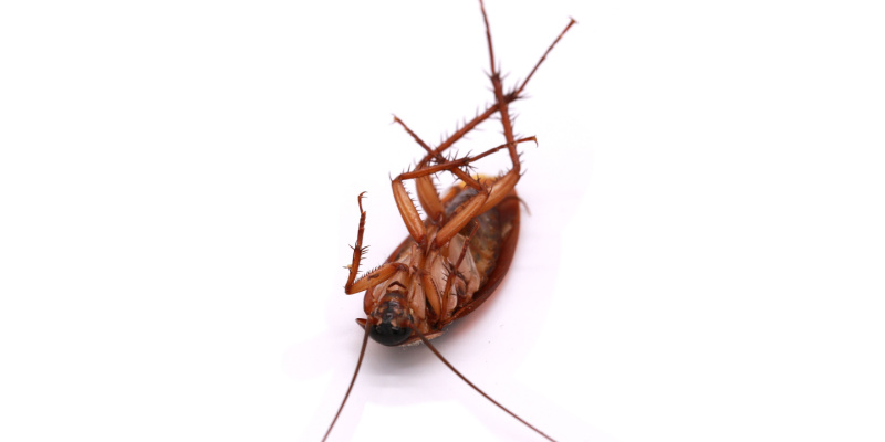 Why Do I Have a Cockroach Problem in My Home?