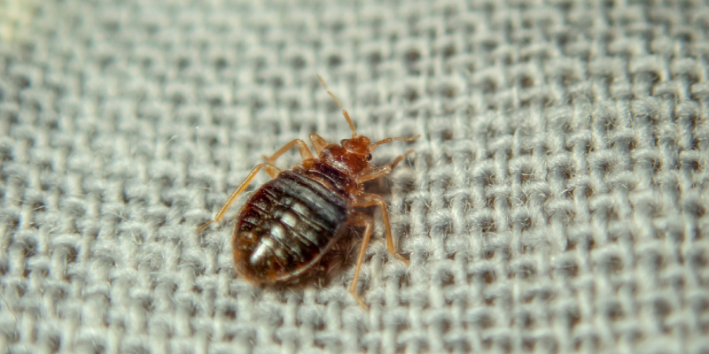 Bed Bug Control Experts in Bergen County, NJ