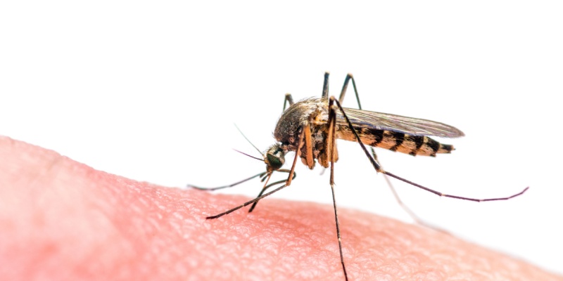 Best Mosquito Exterminators in Passaic County